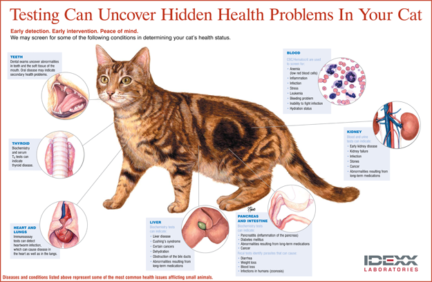 testing chart cat