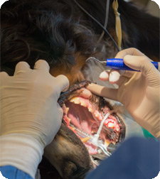 Dental Cleaning