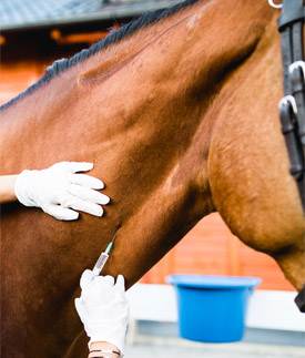horse getting vaccine