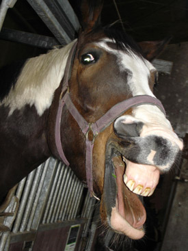 dentistry - equine