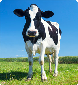 Cow