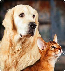 Cat and Dog