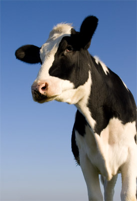 Cow