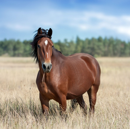 Horse in field
