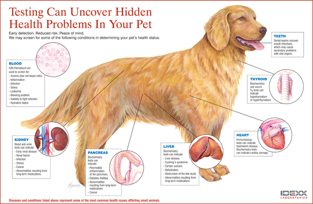 Testing chart dog