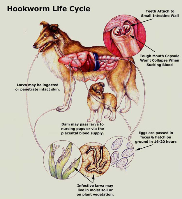 hookworm life cycle