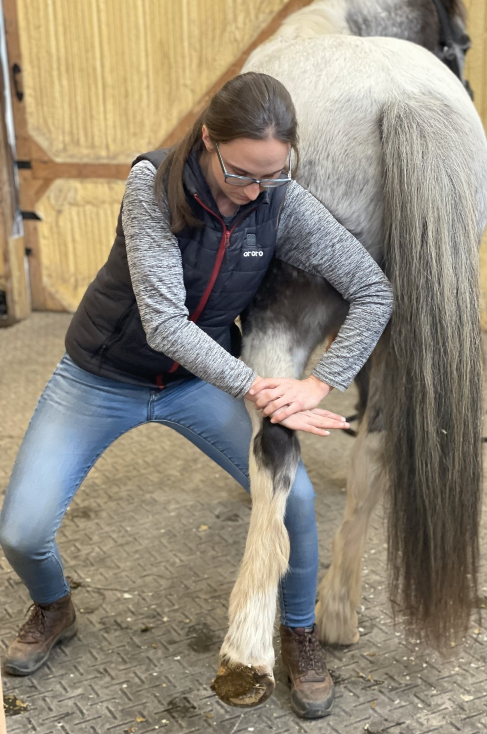 Horse getting Spinal therapy
