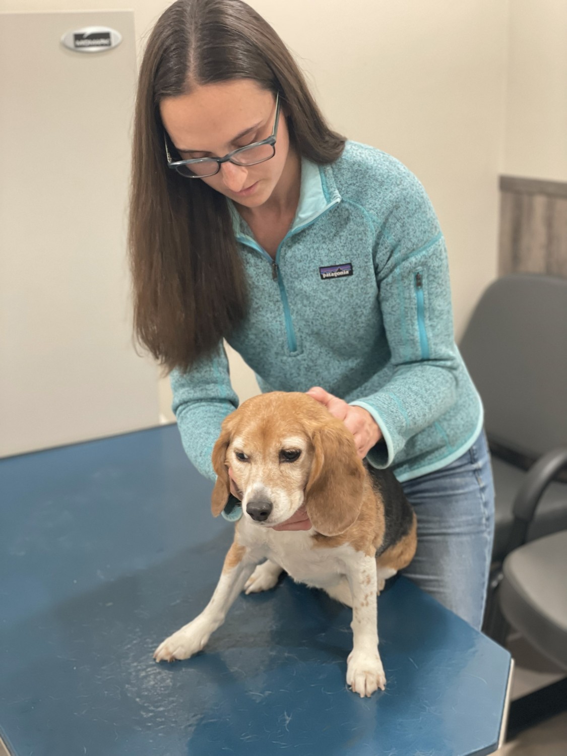 Dog getting Spinal therapy