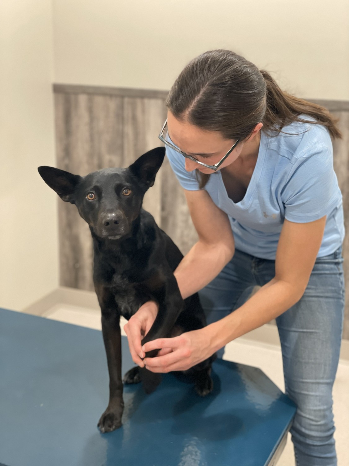 Dog getting Spinal therapy