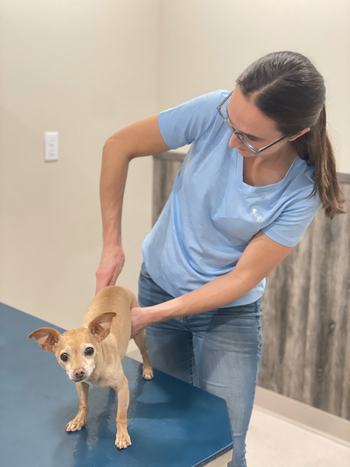 Dog getting Spinal therapy