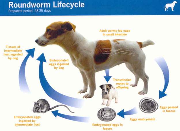 roundworm lifecycle