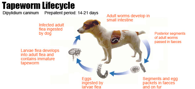 tapeworm life cycle