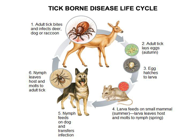 tick life cycle