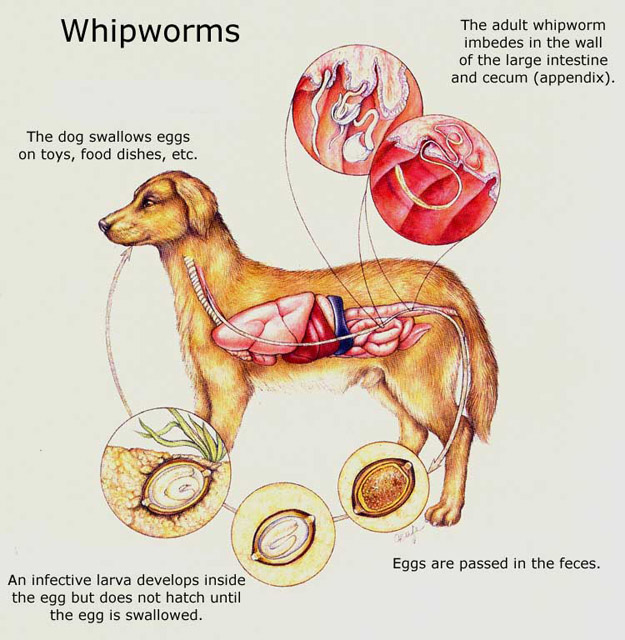 whipworm life cycle