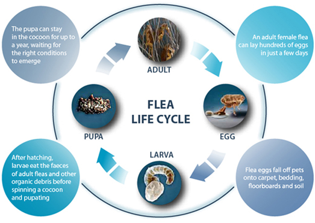 flea life cycle