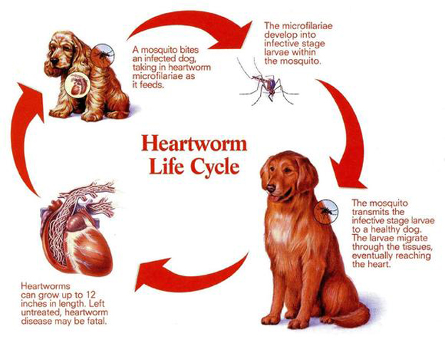 heartworm life cycle