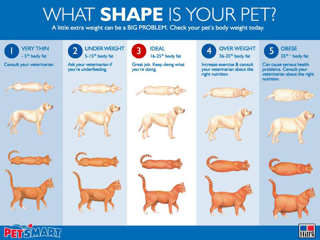 What Shape is your pet chart