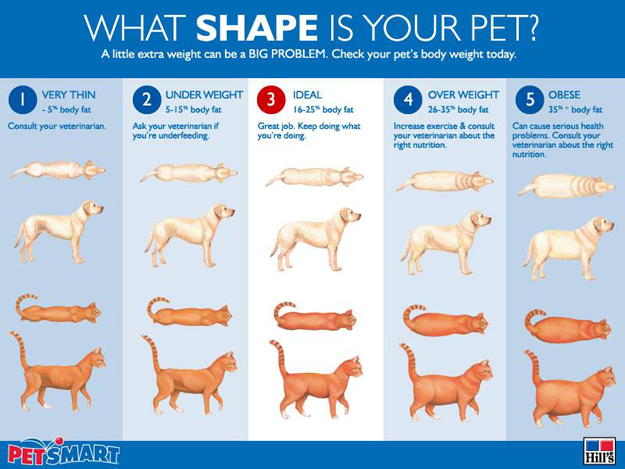 What Shape is your pet chart What Shape is your pet chart